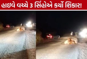 Amreli Lion Hunt:રસ્તાની વચ્ચે જ 3 સાવજોએ કર્યું મારણ, હોર્ન છતાં શિકાર ન છોડ્યો
