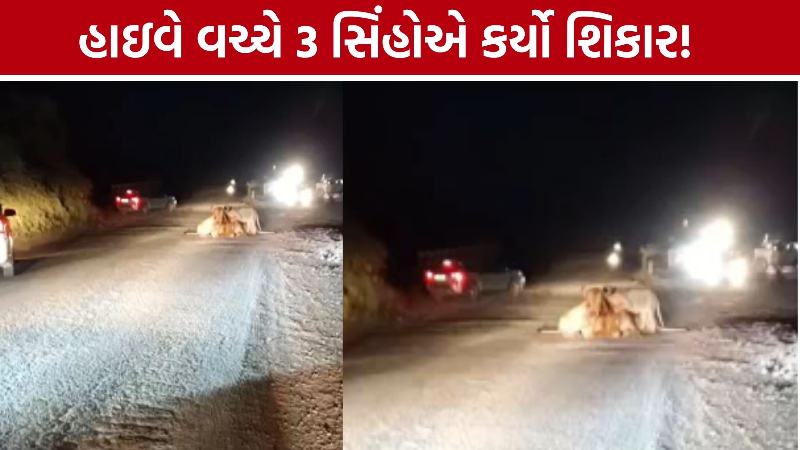 Amreli Lion Hunt:રસ્તાની વચ્ચે જ 3 સાવજોએ કર્યું મારણ, હોર્ન છતાં શિકાર ન છોડ્યો