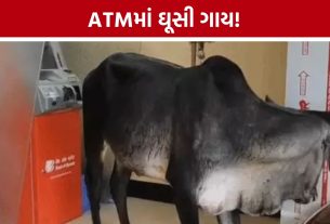 Vijapur Stray Cattle: ATM સેન્ટરમાં ઘૂસી ગાય, ગ્રાહકોમાં ભય; રખડતા ઢોર મુદ્દે પાલિકા સામે રોષ
