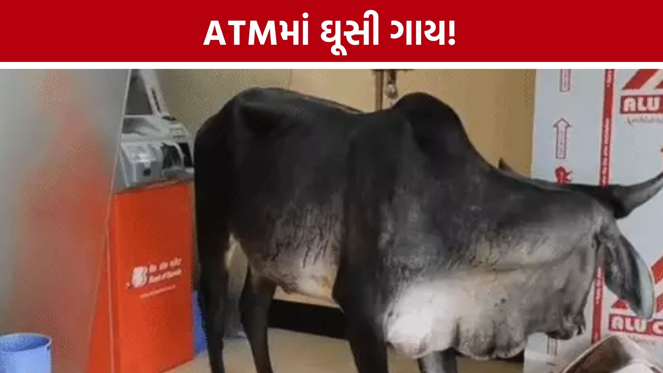 Vijapur Stray Cattle: ATM સેન્ટરમાં ઘૂસી ગાય, ગ્રાહકોમાં ભય; રખડતા ઢોર મુદ્દે પાલિકા સામે રોષ