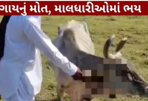 કચ્છના અબડાસા તાલુકાના બોહા ગામ (Boha Village)ની સીમમાં હિંસક પ્રાણીનો હુમલો (Wild Animal Attack) થતાં એક ગાયનું મોત થયું છે