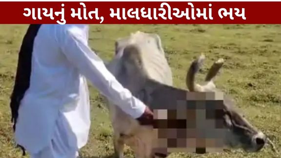 કચ્છના અબડાસા તાલુકાના બોહા ગામ (Boha Village)ની સીમમાં હિંસક પ્રાણીનો હુમલો (Wild Animal Attack) થતાં એક ગાયનું મોત થયું છે