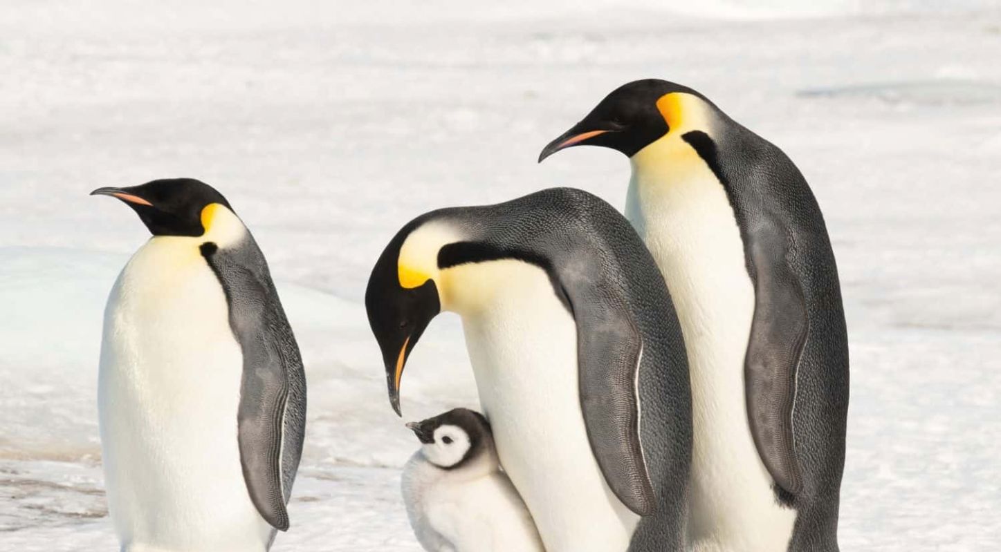 એમ્પરર પેંગ્વિન (Emperor Penguin)