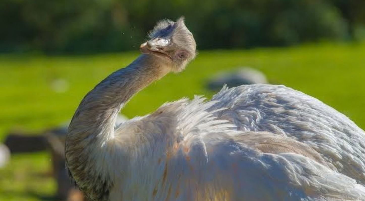 ગ્રેટર રિયા (Greater Rhea)