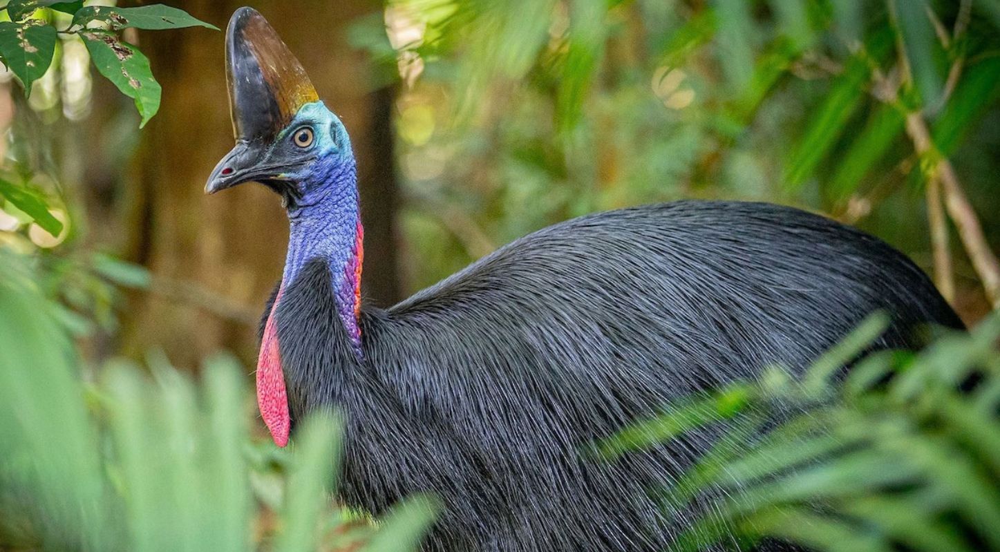 દક્ષિણ કેસોવરી (Southern Cassowary)