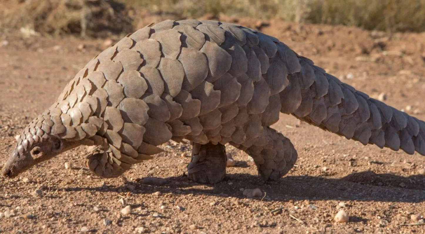 પેંગોલિન (Indian Pangolin)