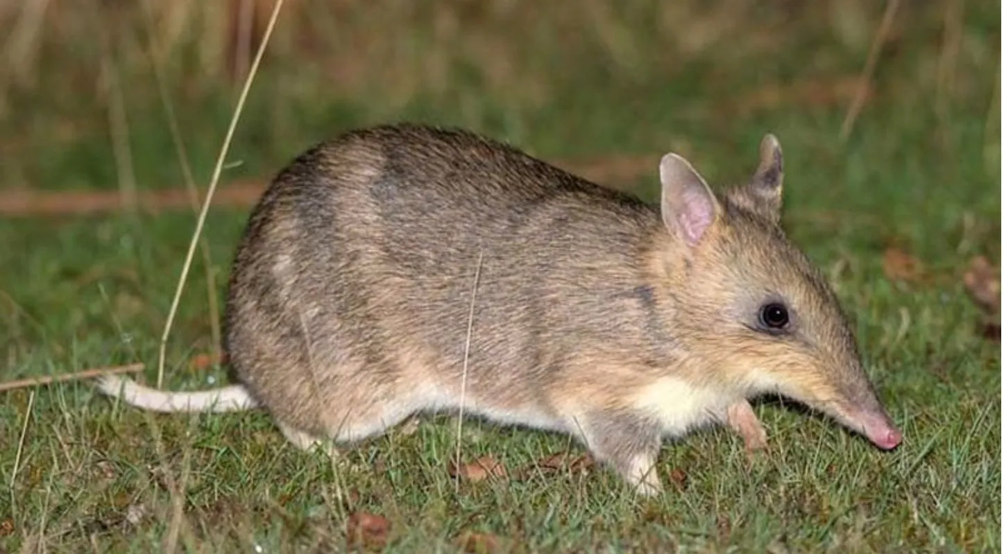 ભારતીય મોલ રેટ (Lesser Bandicoot rat)