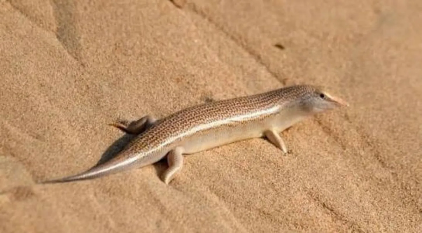 રણની ગરોળી (Indian Sand Swimmer)