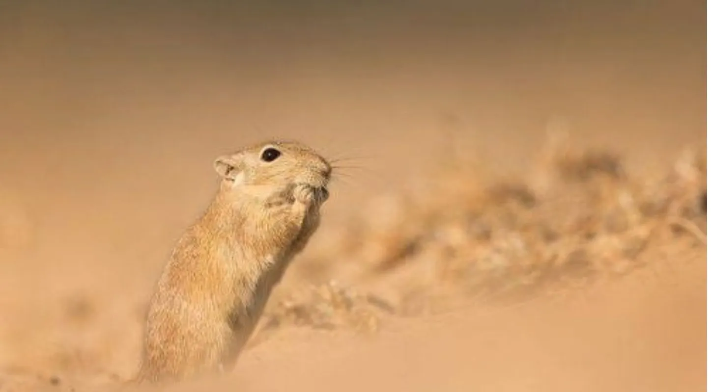 રણનો ઉંદર (Indian Desert Gerbil)