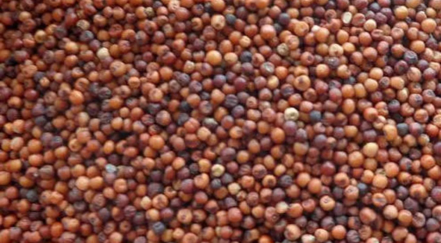 રાગી