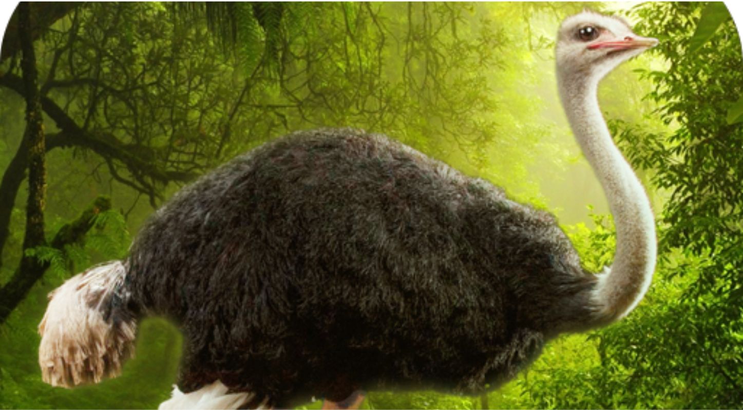 શાહમૃગ (Ostrich)