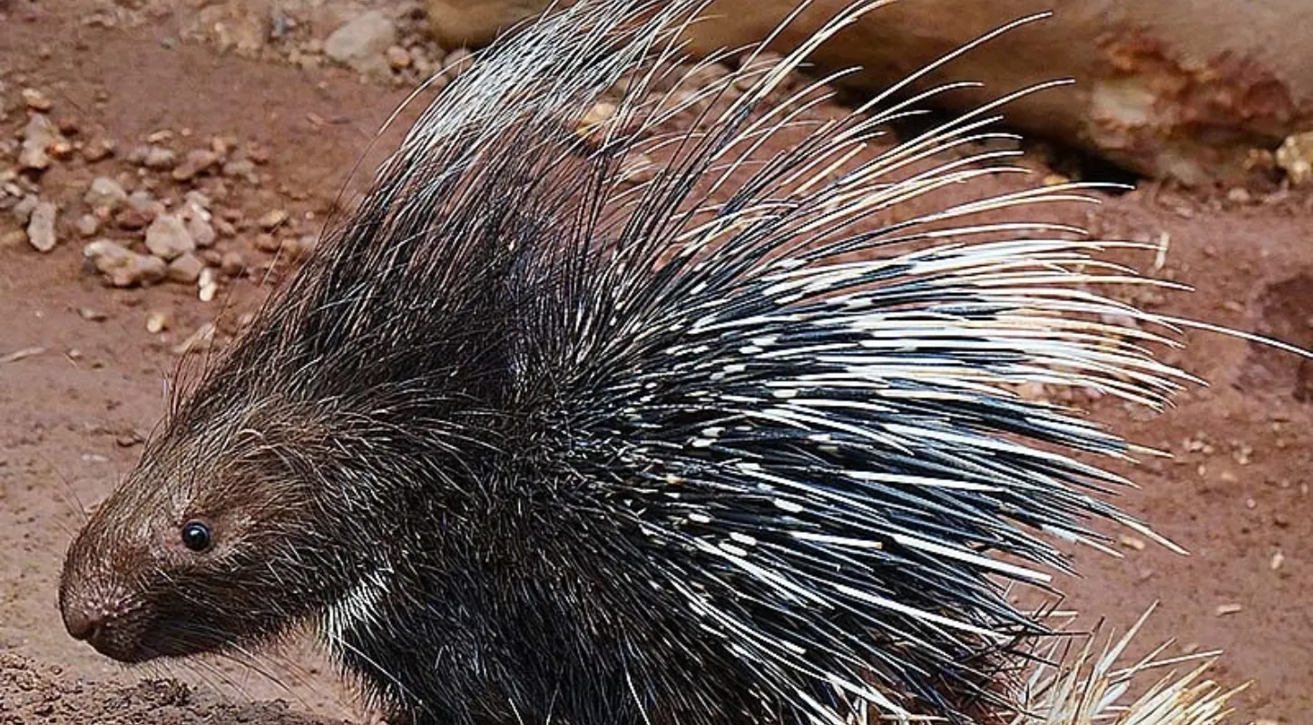 શાહુડી (Indian Crested Porcupine)