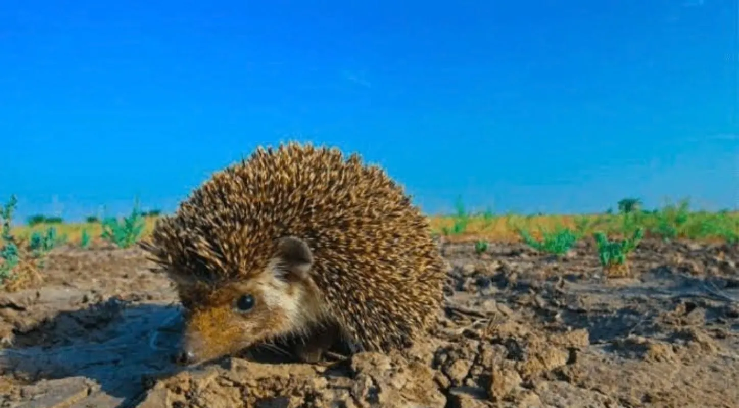 શેળો (Indian Hedgehog)