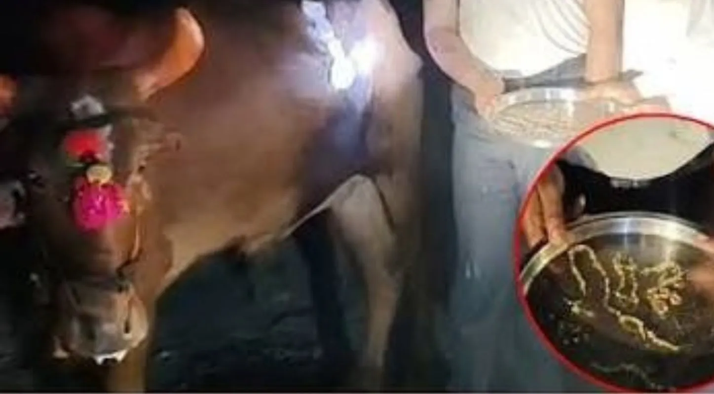 સફળ સર્જરી બાદ ચેઈન નીકળી