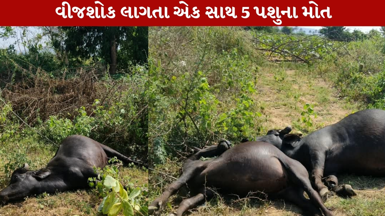 PGVCLનો વીજતાર તૂટતાં 5 ભેંસોનાં મોત, માલધારીને મોટું આર્થિક નુકસાન વેઠવાનો વારો