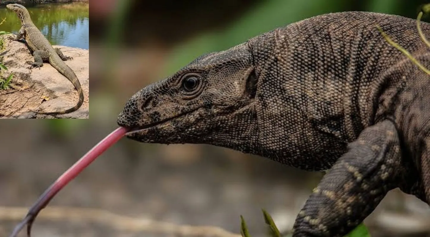 Animals that smell with tongue-Bengal Monitor Lizard