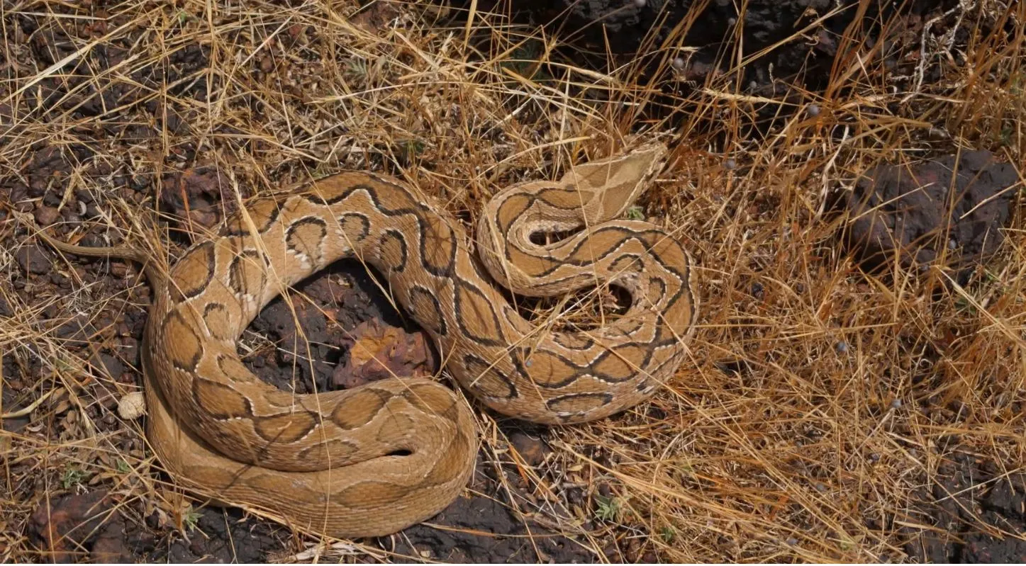 Animals that smell with tongue-Common Krait