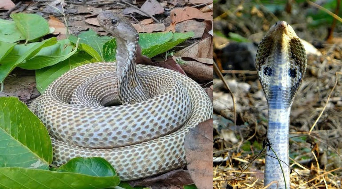 Animals that smell with tongue-Indian Cobra