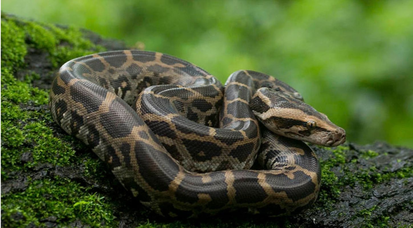 Animals that smell with tongue-Indian Rock Python