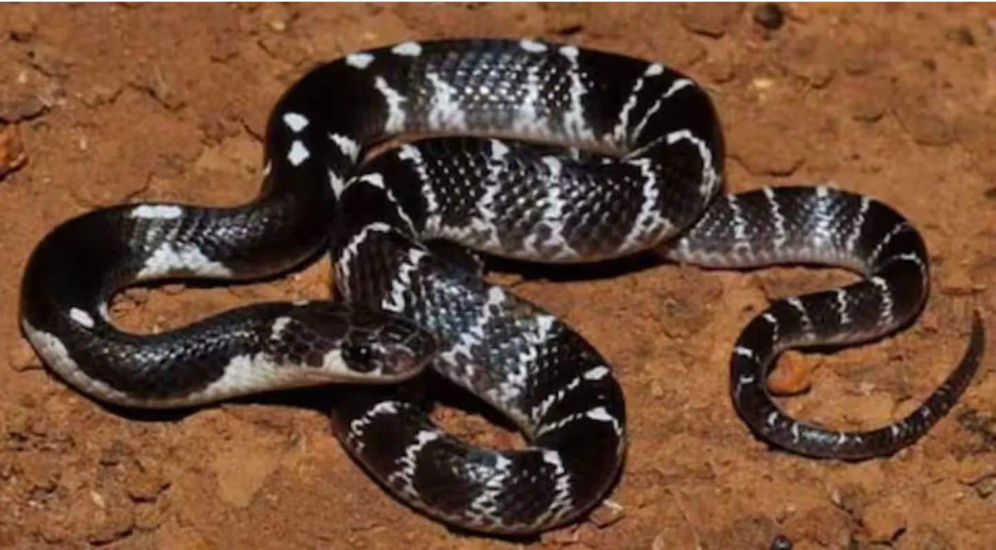 Animals that smell with tongue-Russell 's Viper
