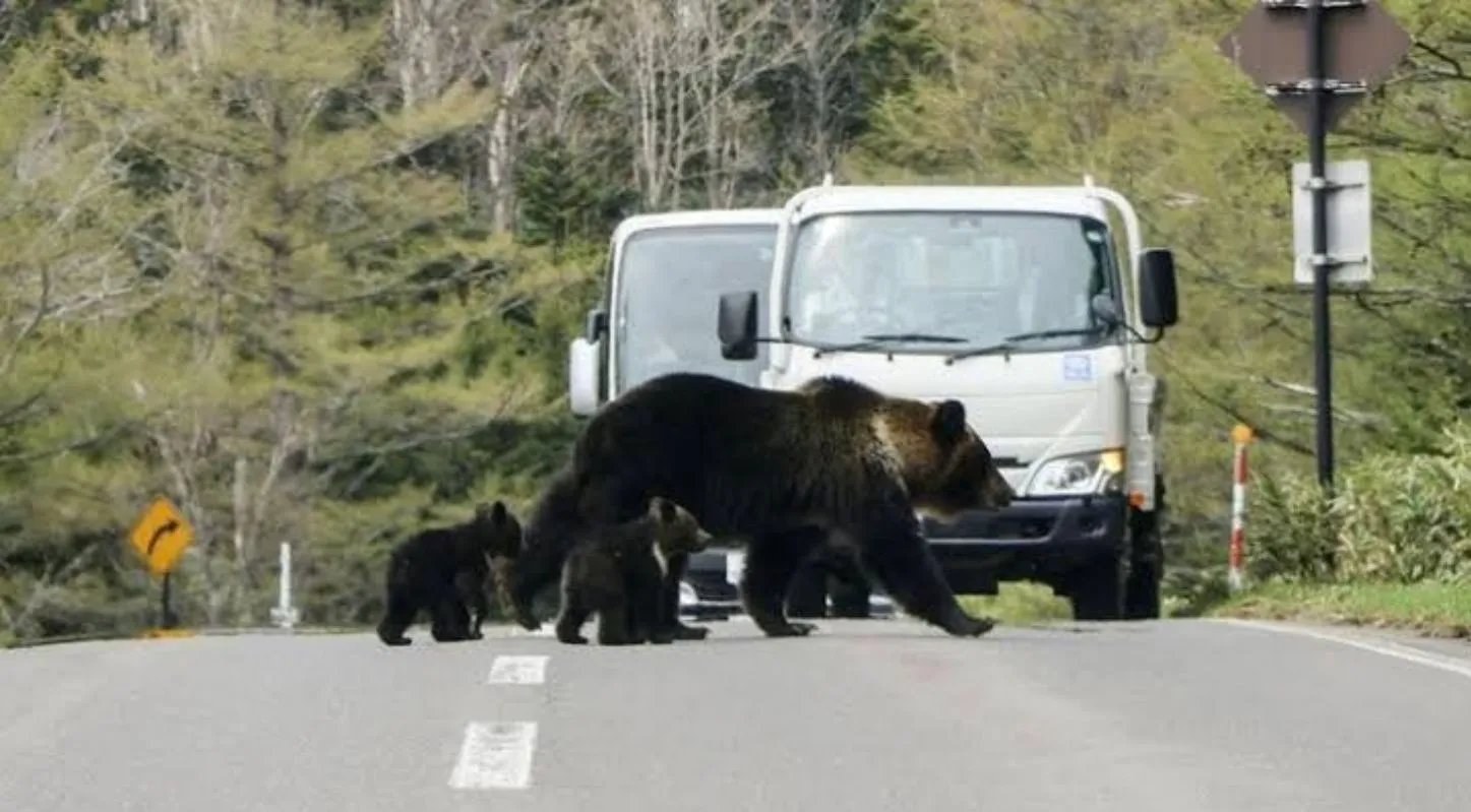 Bear and Babies came on road