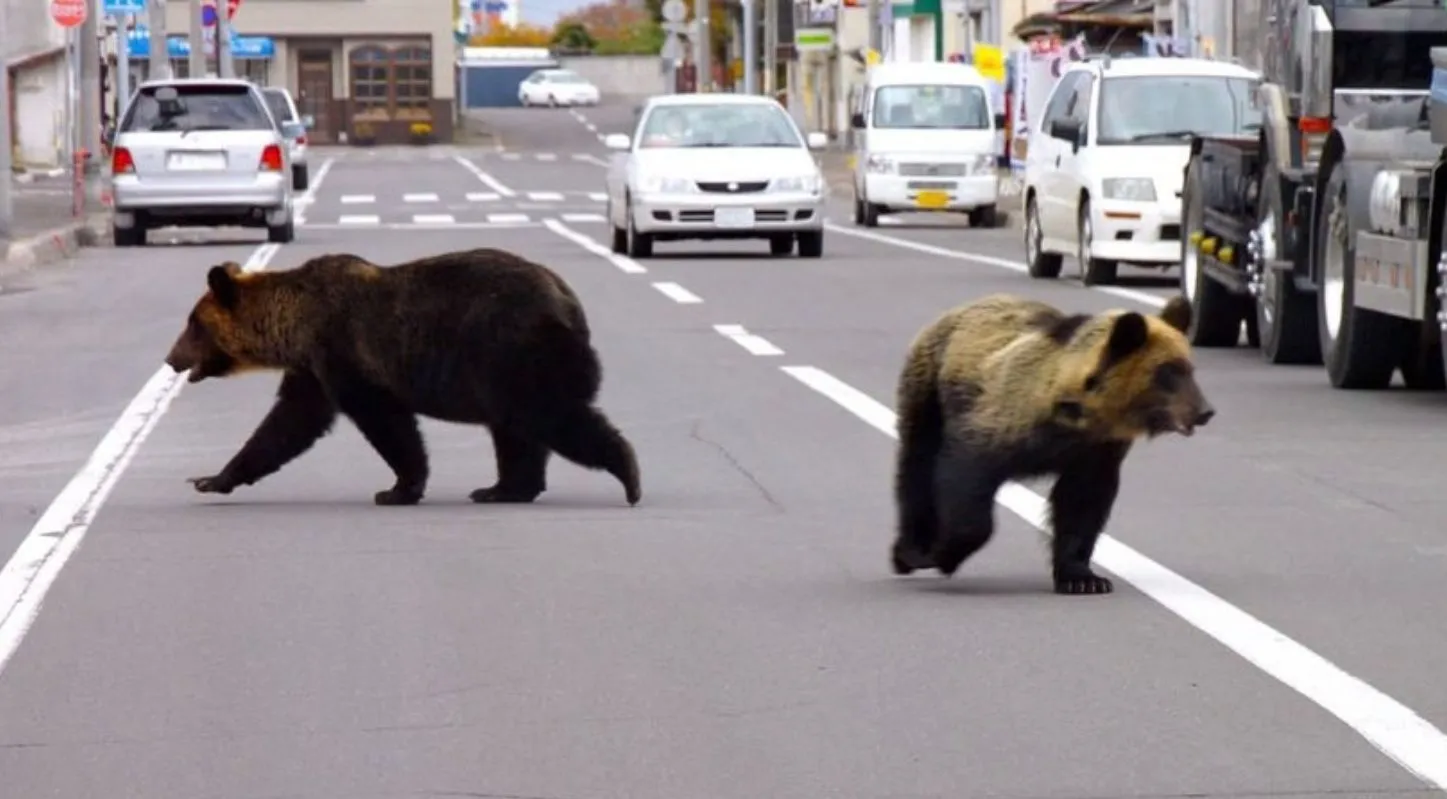 Bears on Road