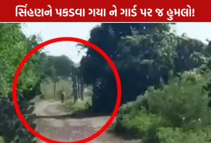 Amreli Lion Attack: સિંહણે 5 લોકોને બનાવ્યા નિશાન