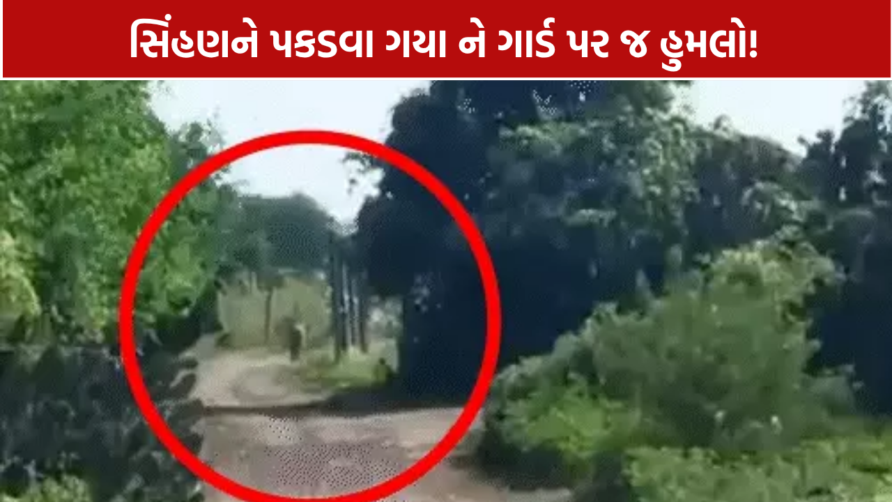 Amreli Lion Attack: સિંહણે 5 લોકોને બનાવ્યા નિશાન