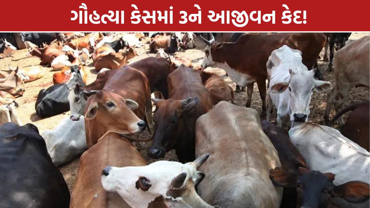 Gujarat Cow Slaughter Case: 3 દોષિતોને આજીવન કેદ