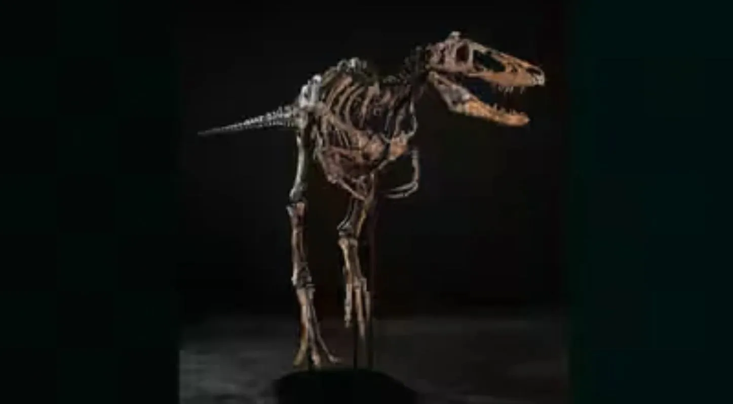 Jodi Dinosaur Skeleton