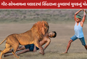 Kodinar Lion Attack: વલાદરમાં સિંહણ Attacksમાં 1 યુવકનું મોત