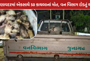 Manavadar Turtle Deaths: માણાવદરમાં 50 કાચબાનાં મોત, વન વિભાગે તપાસ શરૂ કરી