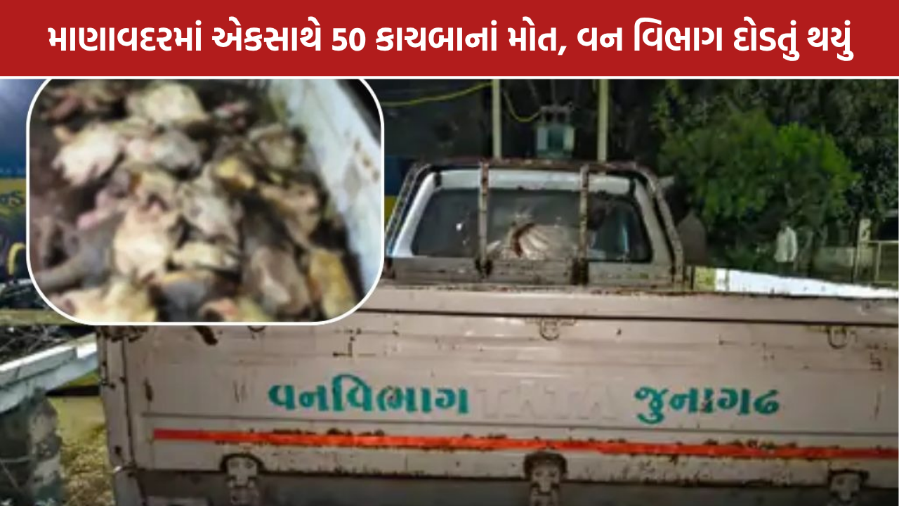 Manavadar Turtle Deaths: માણાવદરમાં 50 કાચબાનાં મોત, વન વિભાગે તપાસ શરૂ કરી