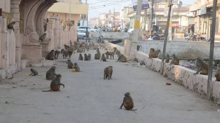 Meerut 
