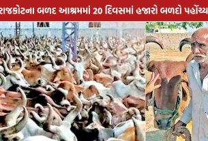 Rajkot Bull Ashram: રાજકોટના બળદ આશ્રમે 20 દિવસમાં 6,000 બળદો પહોંચ્યા