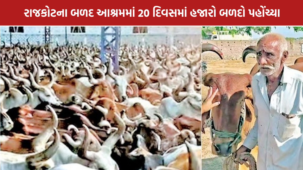 Rajkot Bull Ashram: રાજકોટના બળદ આશ્રમે 20 દિવસમાં 6,000 બળદો પહોંચ્યા