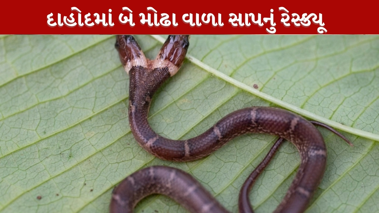 દાહોદમાં બે માથાંવાળા દુર્લભ ‘વુલ્ફ સ્નેક’નું રેસ્ક્યૂ: લાખોમાં એક જોવા મળતી બાયસેફાલી, ભારતનો 5મો કિસ્સો