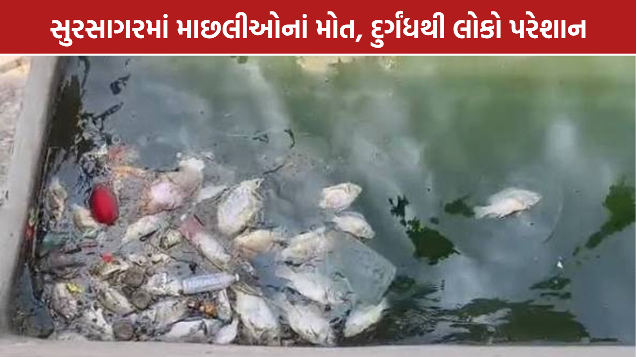 Sursagar Lake: વડોદરાના સુરસાગરમાં માછલીઓનાં મોત, દુર્ગંધથી લોકો પરેશાન