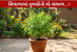 Tulsi Plant ની સંભાળ લેવાની 1 Effective ટિપ...કાળા જીવડાંને દૂર કરો!