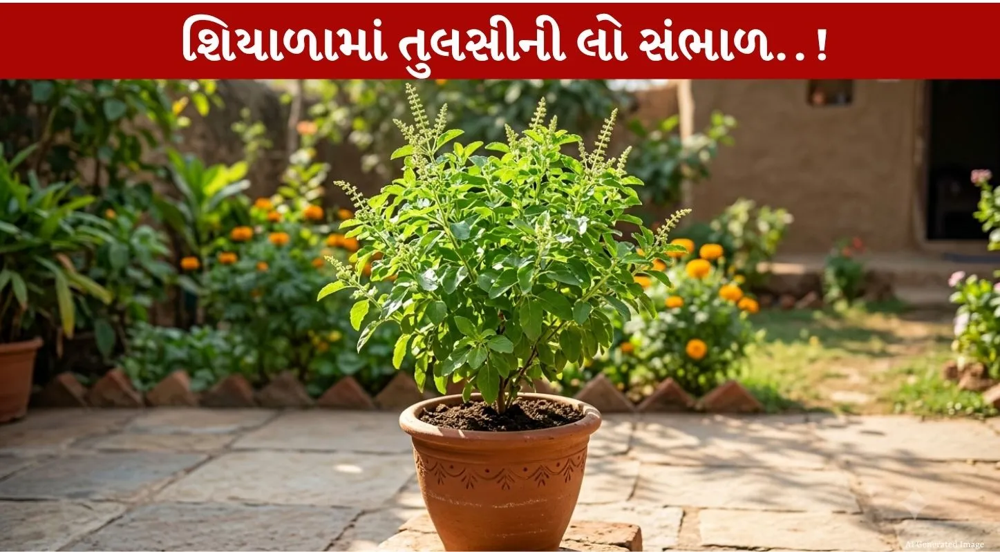 Tulsi Plant ની સંભાળ લેવાની 1 Effective ટિપ...કાળા જીવડાંને દૂર કરો!
