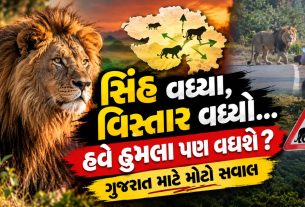 Lion Attack Gujarat: ગુજરાતમાં સિંહોના હુમલા કેમ વધી રહ્યા છે?