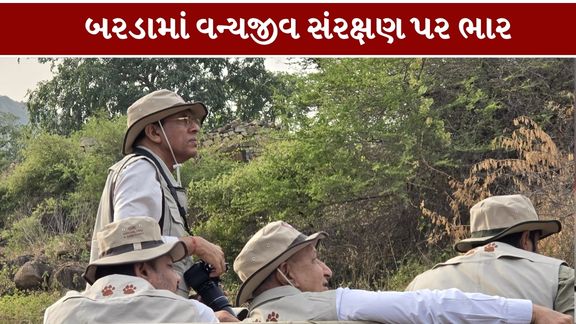 પોરબંદર લોકસભાના સાંસદ  ડૉ. મનસુખભાઈ માંડવિયા (Mansukh Mandaviya)એ બરડા ડુંગર (Barda Dungar)વિસ્તારમાં સફારી દરમિયાન 147વર્ષ બાદ ફરી વસવાટ કરતા સિંહનાં દર્શન (Barda Hills Lion)કર્યા હતા