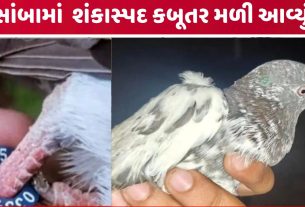 pigeon