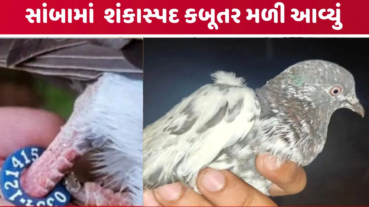 pigeon