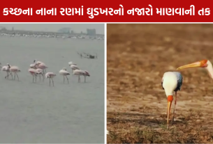 Wild Ass Sanctuary: કચ્છના નાના રણમાં ઘુડખરનો નજારો માણવાની તક