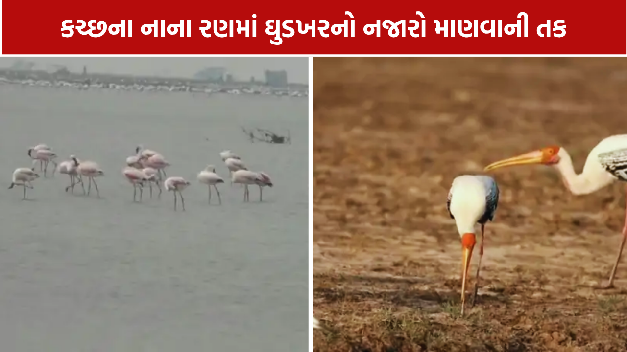 Wild Ass Sanctuary: કચ્છના નાના રણમાં ઘુડખરનો નજારો માણવાની તક