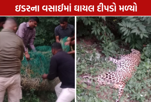 Idar Leopard Rescue: મહાકાળી મંદિર નજીક અર્ધબેભાન દીપડો મળી આવ્યો