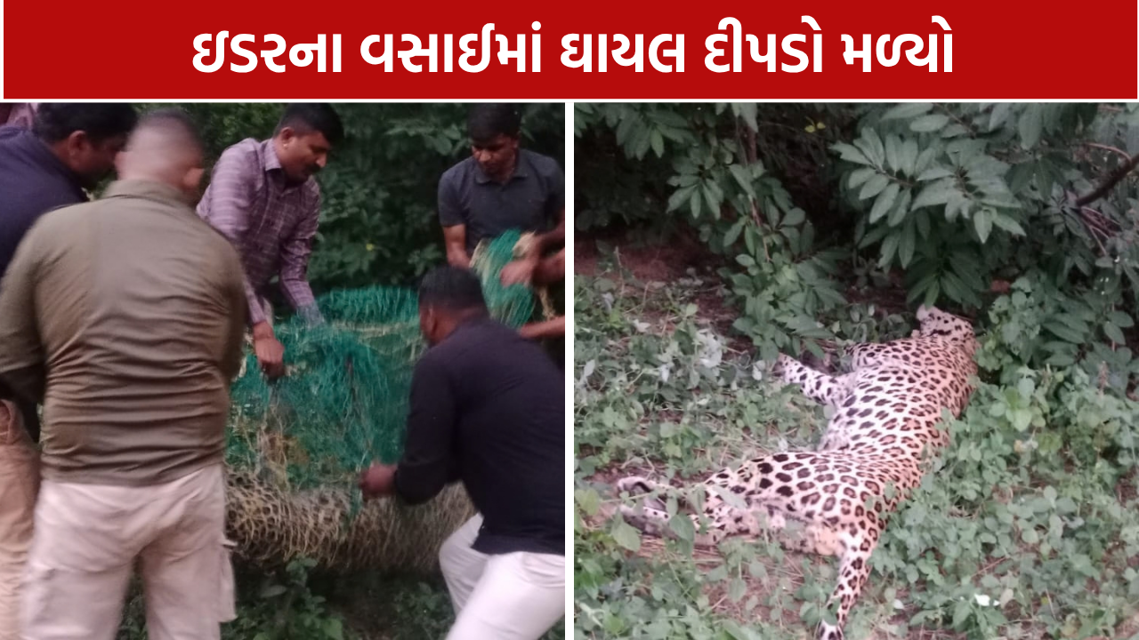 Idar Leopard Rescue: મહાકાળી મંદિર નજીક અર્ધબેભાન દીપડો મળી આવ્યો