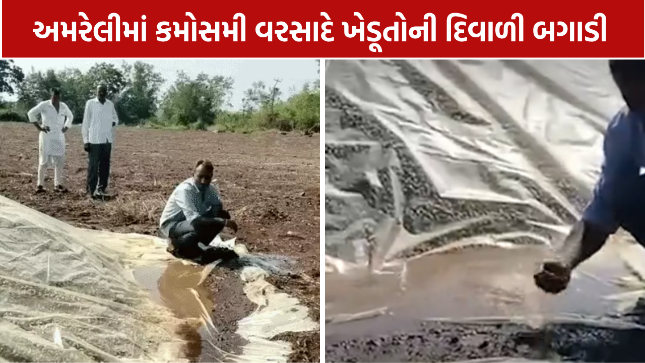 Amreli Farmers Loss: કમોસમી વરસાદનો કહેર, ખેડૂતોને મોટું નુકસાન