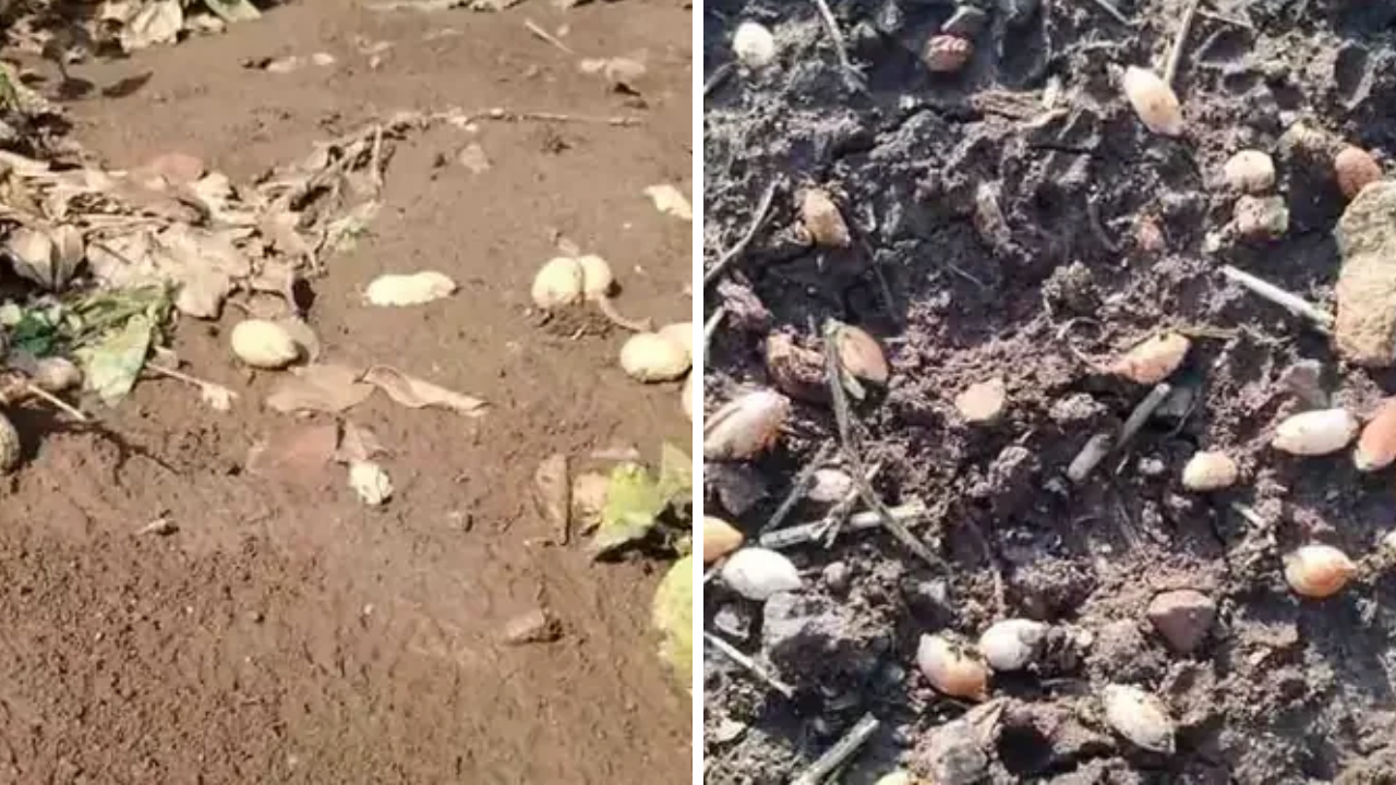 Amreli Farmers Loss: કમોસમી વરસાદનો કહેર, ખેડૂતોને મોટું નુકસાન